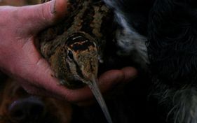 sneppeplade.dk,sneppeplade,trofæplade,opsatsplade,jagt,jæger,sneppe,woodcock,svineplade,vildsvinejagt,sneppejagt,