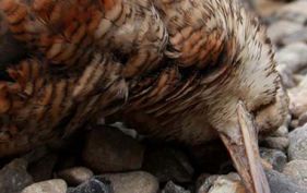 sneppeplade.dk,sneppeplade,trofæplade,opsatsplade,jagt,jæger,sneppe,woodcock,svineplade,vildsvinejagt,sneppejagt,